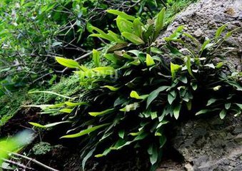 野生石猪肝植物图片图片