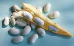 白扁豆的功效和作用_白扁豆的营养价值和药用价
