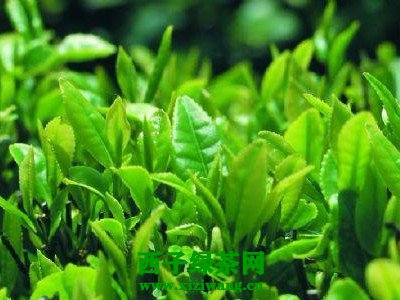 绿茶籽和绿茶有什么区别
