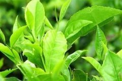 喝白沙绿茶有什么功效 白沙绿茶的功效与作用