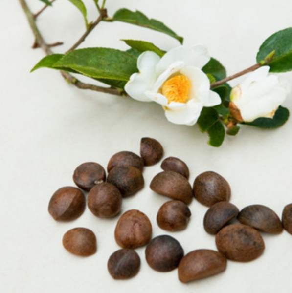 茶籽壳泡茶有什么作用 茶籽壳泡水喝有什么作用
