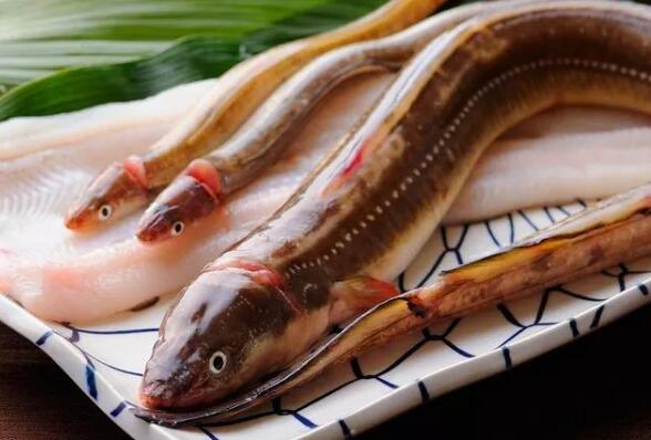 沙鳗和海鳗鱼有什么区别