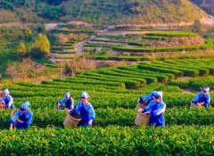 台湾高山茶属于什么茶 台湾高山茶的功效