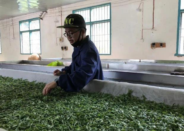 摘回来的茶叶要不要洗 自己炒的绿茶为什么不绿
