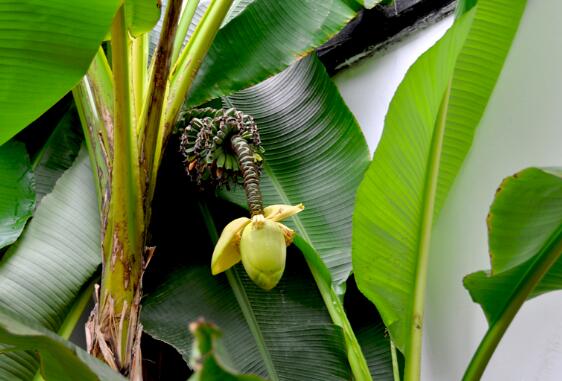 芭蕉花的功效与作用 花卉 绿茶说