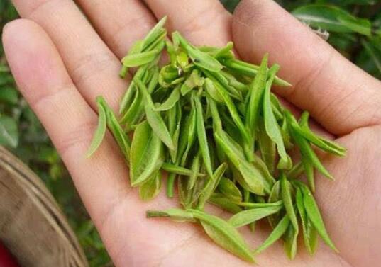 紫阳绿茶的功效与作用及副作用
