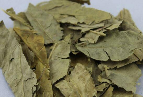 榆叶茶的功效与作用 喝榆叶茶的好处
