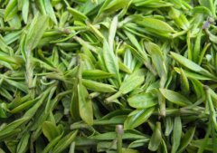 天山绿茶的功效与作用 天山绿茶的冲泡方法