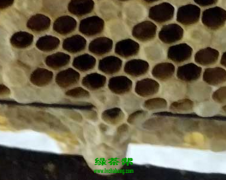 如何分辨蜜蜂造的真假王台