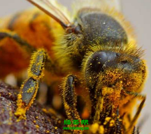 蜂蜜有花粉