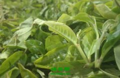 红茶大叶种和小叶种的区别